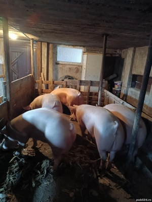 Porci de carne - imagine 4