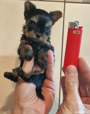 Baietel rasa pura Yorkshire Terrier mini toy 