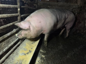 Porc mare crescut bio