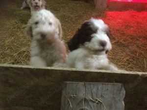 vand catei lagotto  - imagine 2