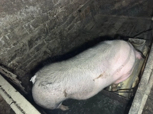 Porc mare crescut bio - imagine 2