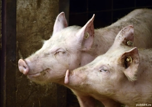 Porci de vanzare