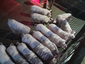 Purcei 8 saptamani - imagine 3