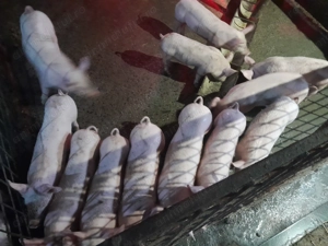 Purcei 8 saptamani - imagine 4