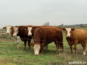 Taur   Vițel Angus cu Bălțat Romanesc  - imagine 2