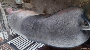 Scroafa gestanta  - imagine 4