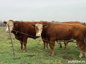 Vițel Angus Roșu - imagine 3