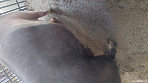 Scroafa gestanta  - imagine 3