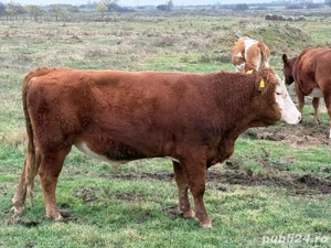 Vițel Angus Roșu - imagine 2