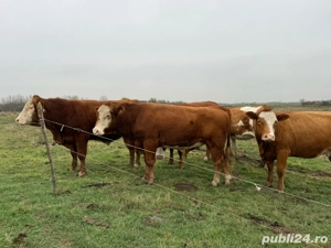 Taur   Vițel Angus cu Bălțat Romanesc  - imagine 4