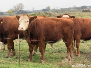 Taur   Vițel Angus cu Bălțat Romanesc 