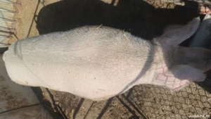 vand scroafa aproximativ 400 kg 40 mil neg