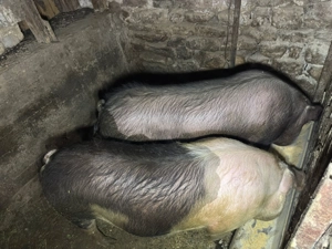 Unu din doi la alegere 