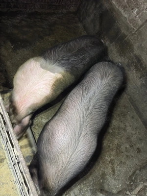 Unu din doi la alegere  - imagine 2