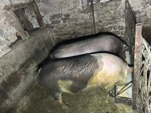 Unu din doi la alegere  - imagine 3