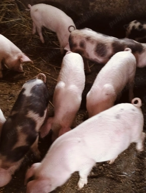 Purcei de 10 săptămâni 