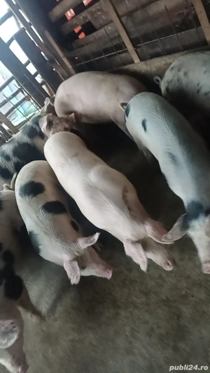Vand porci de casa 14 lei kg  - imagine 3