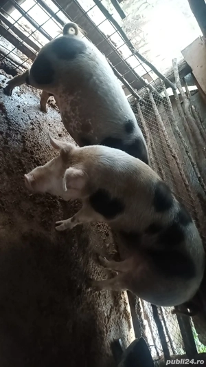 Vand porci de casa 14 lei kg  - imagine 2