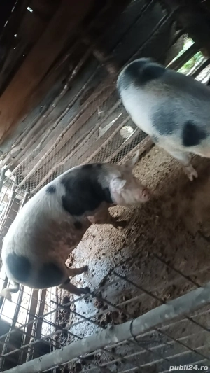 Vand porci de casa 14 lei kg  - imagine 5