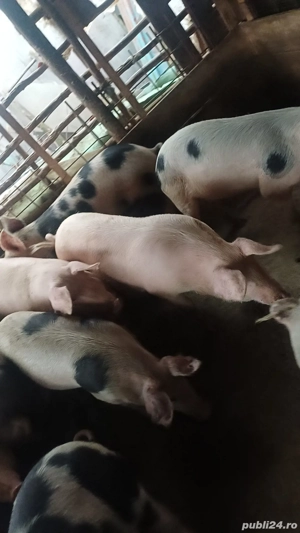 Vand porci de casa 14 lei kg 