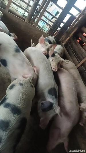 Vand porci de casa 14 lei kg  - imagine 4