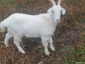 vand tap castrat in jur de 45 de kg 500 lei