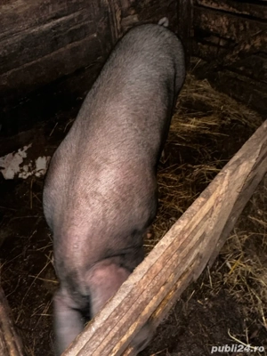 Porc de vanzare 170-180 Kg