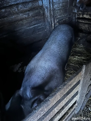 Porc de vanzare 170-180 Kg - imagine 2