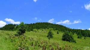 Câmpulung Muscel, Comuna Valea Mare   Dealul Mateiaș,  | Ofer spre închiriere două loturi pășune