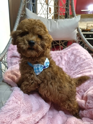 Baietel pudel red - imagine 2