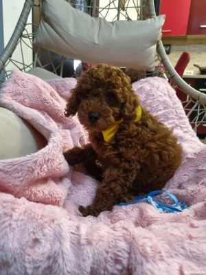 Fetita pudel red - imagine 2