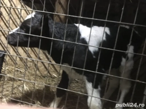 vand vitel rasa mica pret 1500 lei negociabil 