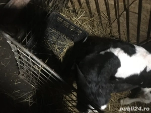 vand vitel de 1 saptamana mic de lapte  - imagine 4