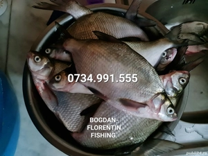 Pește proaspăt sălbatic  - imagine 3