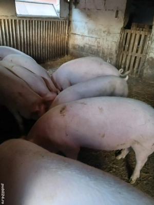vand porci marele alb cu landras
