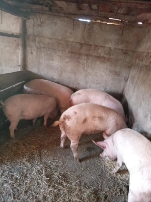Vând porci  între 80-350 kg  - imagine 3