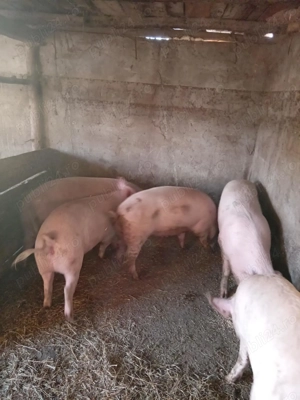 Vând porci  între 80-350 kg  - imagine 2