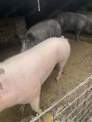 Porci de vanzare