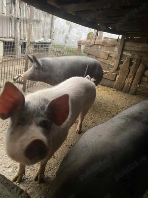 Porci de vanzare - imagine 2
