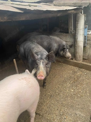 Porci de vanzare - imagine 3