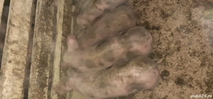 Vand purcei - imagine 3