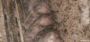 Vand purcei - imagine 4