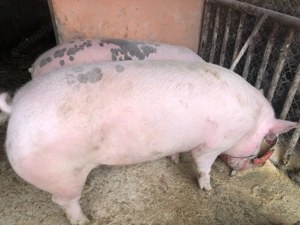 Porci de vânzare pentru sacrificat salsig maramures  - imagine 3