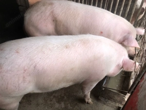 Porci de vânzare pentru sacrificat salsig maramures  - imagine 4