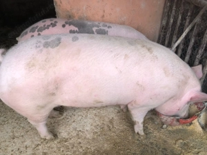 Porci de vânzare pentru sacrificat salsig maramures 