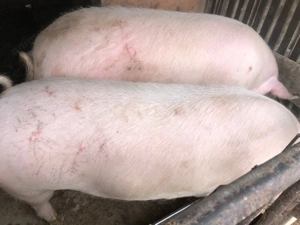 Porci pentru sacrificat 