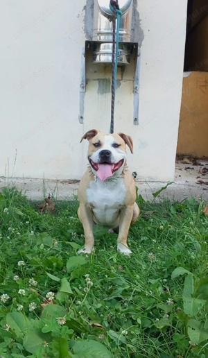 Mascul Amstaff caută parteneră