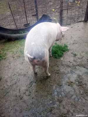 Porc mascul de vanzare - imagine 3