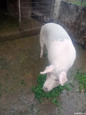 Porc mascul de vanzare