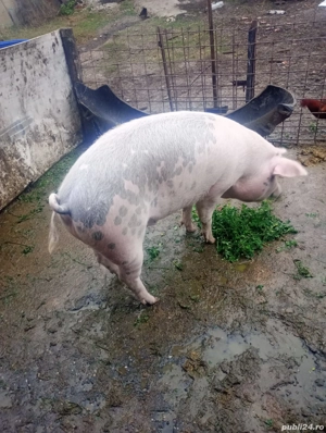Porc mascul de vanzare - imagine 4